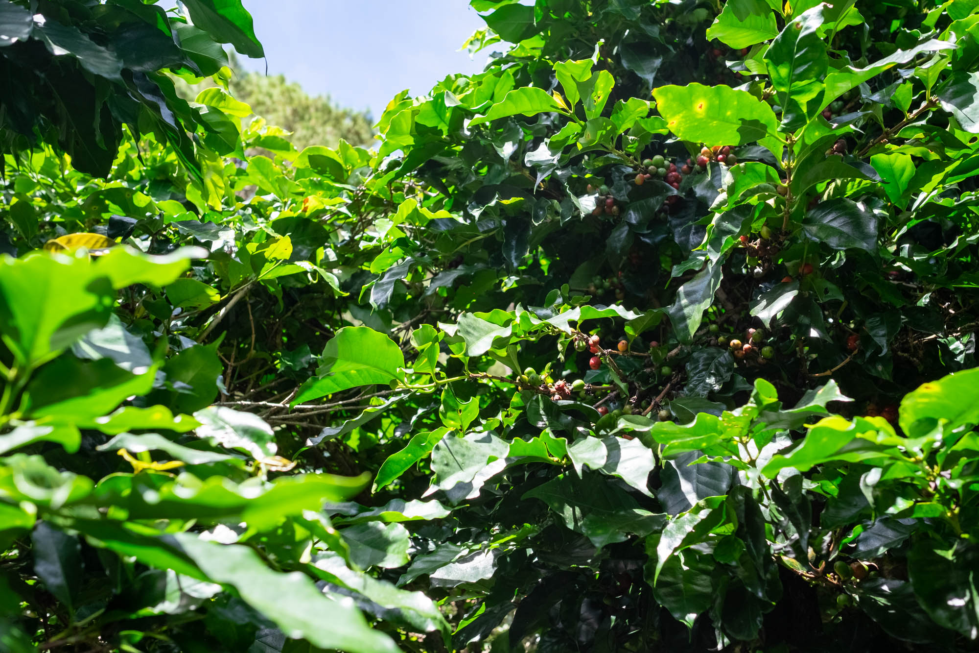 Zrající kávové třešně na keři kávovníku, vietnamská kávová plantáž